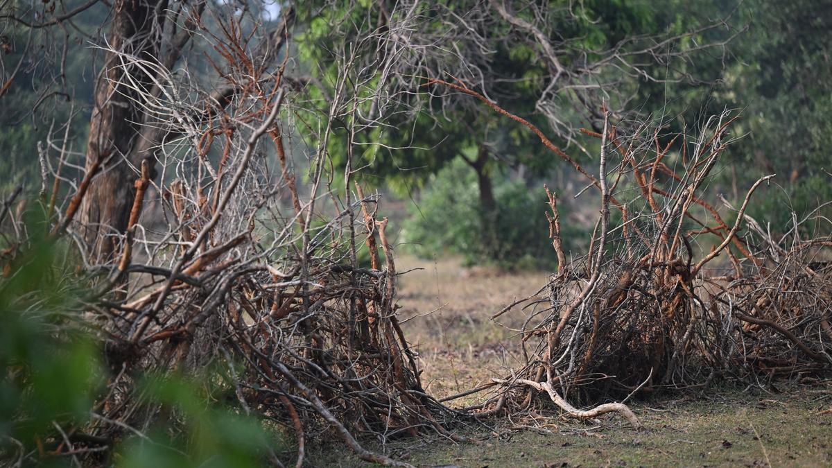 Weeks after elephant deaths in Madhya Pradesh’s BTR, Bandhavgarh vet transferred