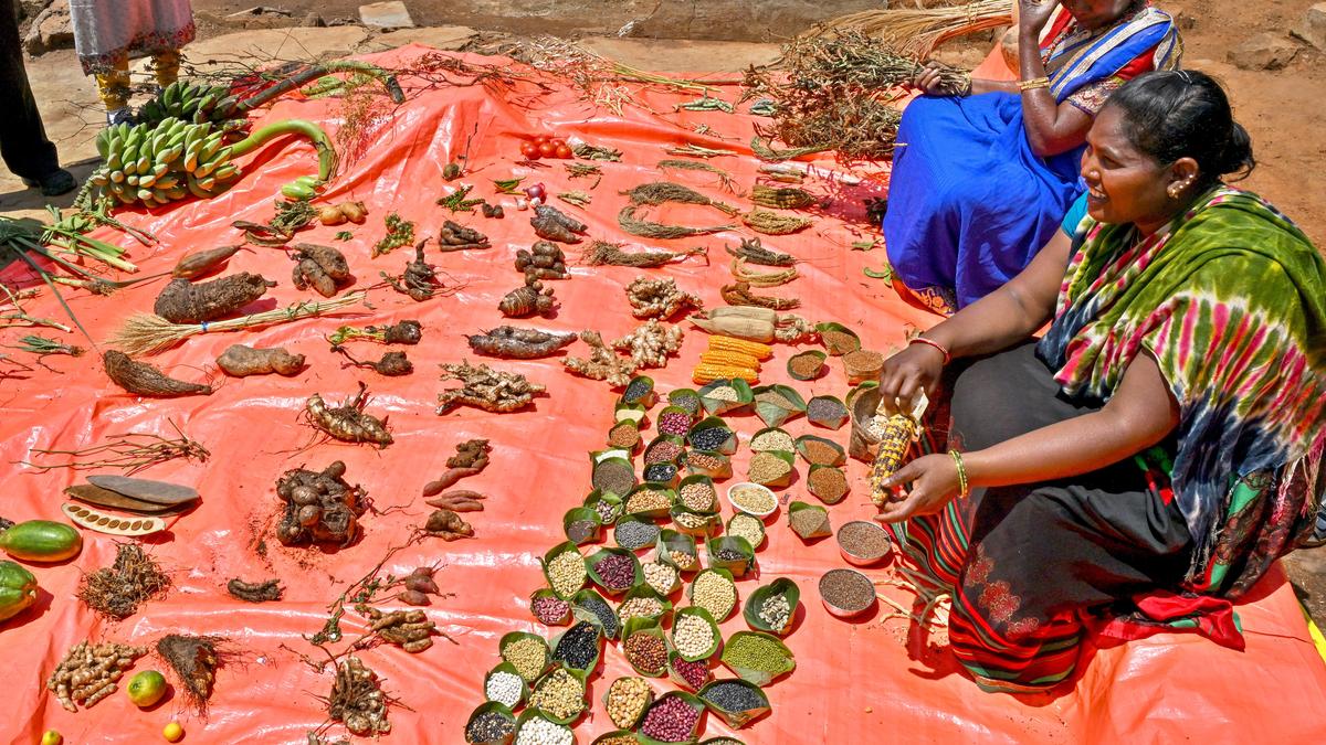 Indigenous Seed Movement Saves Andhra Pradesh Tribal Farmers