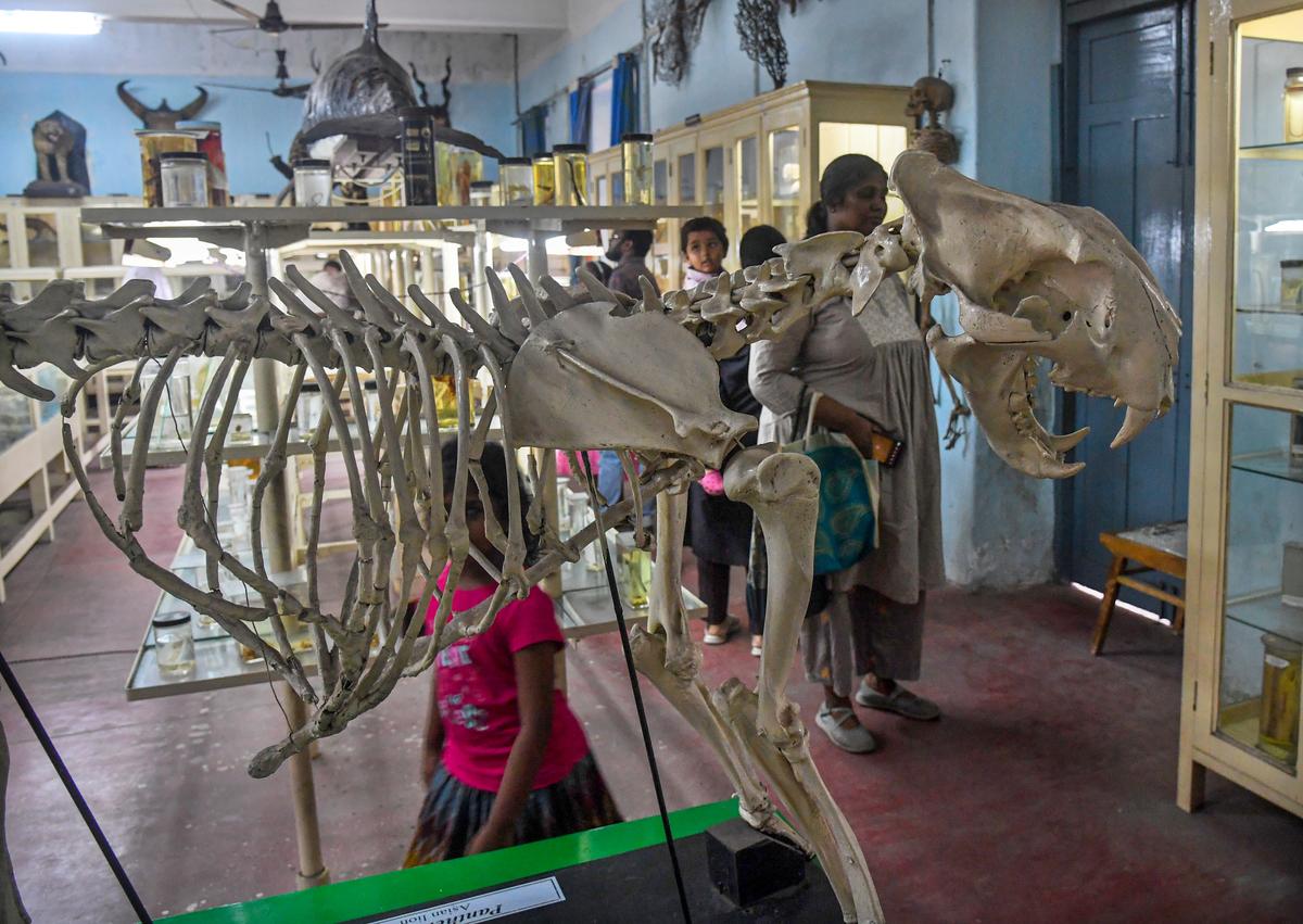 Un esqueleto de león en exhibición en el museo zoológico del Departamento de Zoología de la Universidad de Andhra, Visakhapatnam. Un esqueleto de león en exhibición en el museo zoológico del Departamento de Zoología de la Universidad de Andhra, Visakhapatnam.