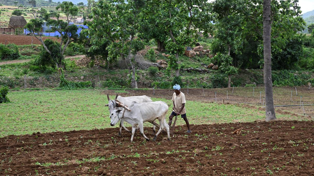Farmers disappointed over delay in procurement of pulses