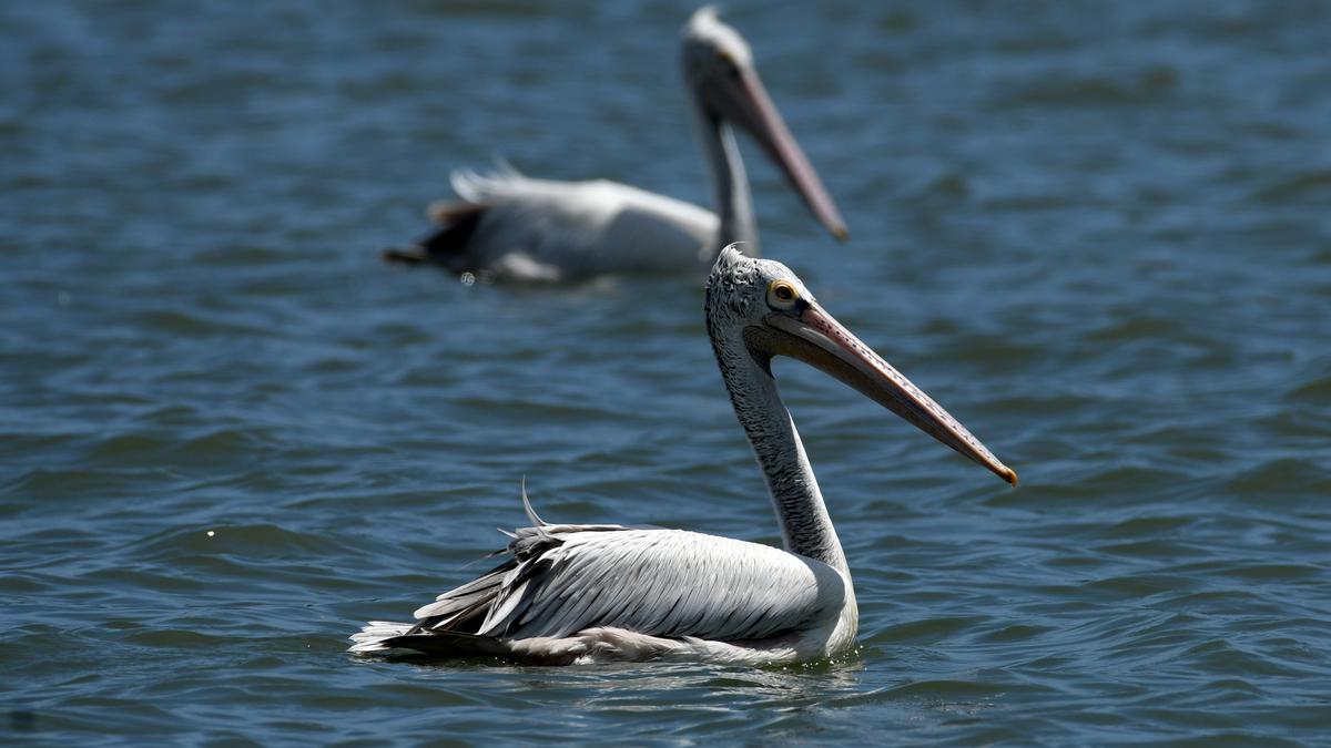 Organisations near waterbodies in Chennai turn gracious hosts to winged visitors