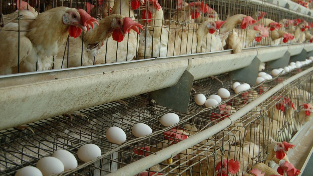 Milk, meat and egg production increased in 2023-24: Centre