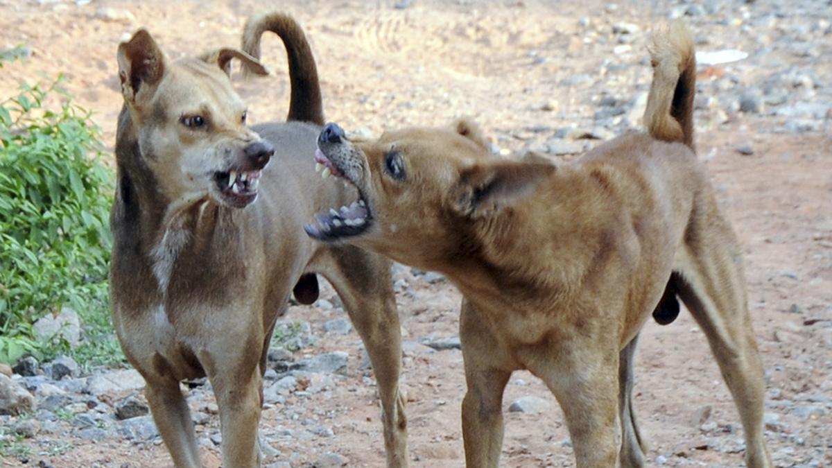 Toddler mauled to death by stray dogs in Hyderabad’s Jawahar Nagar