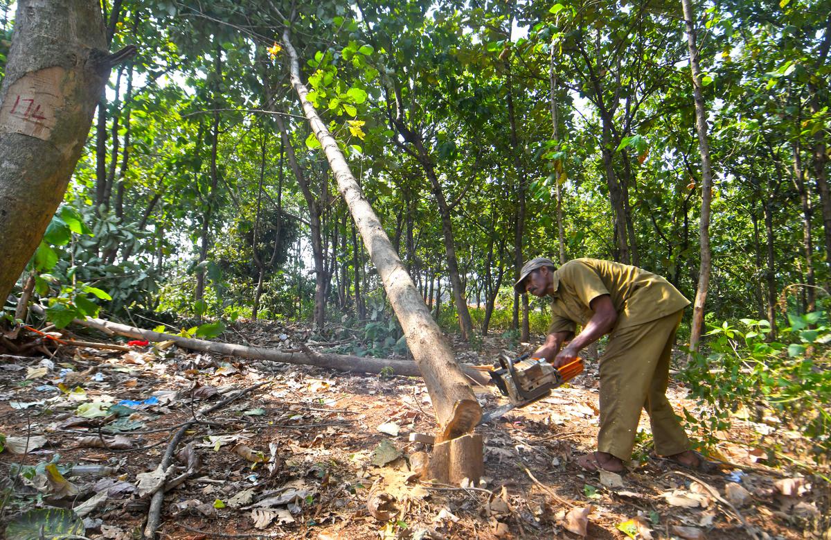 Cutting of trees on Andhra University campus ahead of PM’s Vizag visit sparks controversy