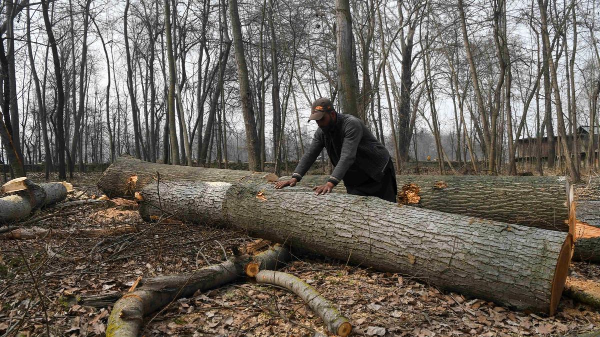 In Frames | Running out of willow