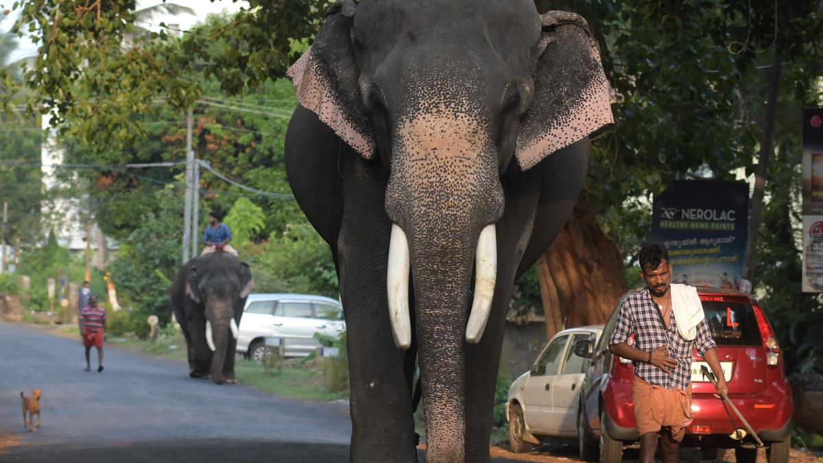 Rules that still manacle the captive elephant