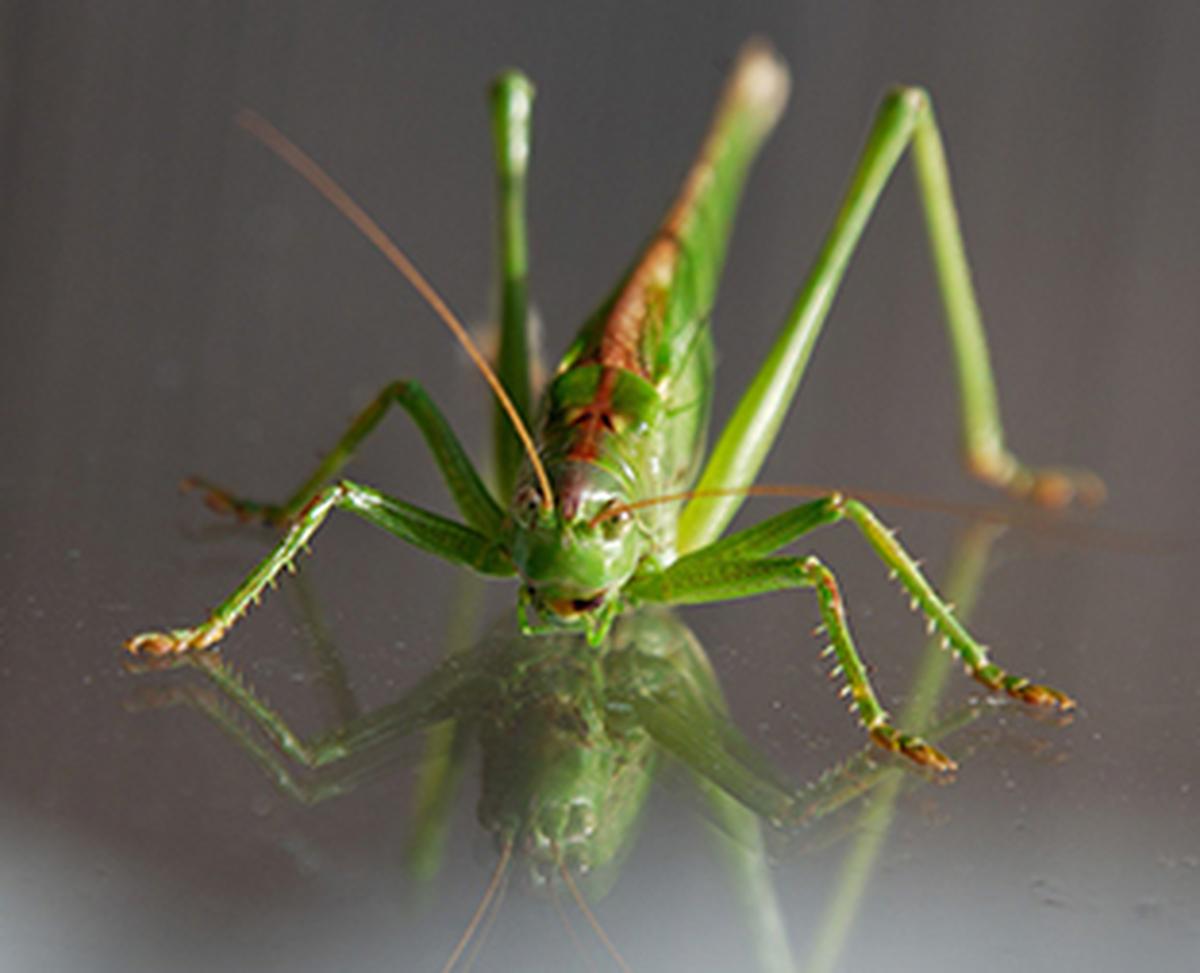 Music of Nature The Hindu