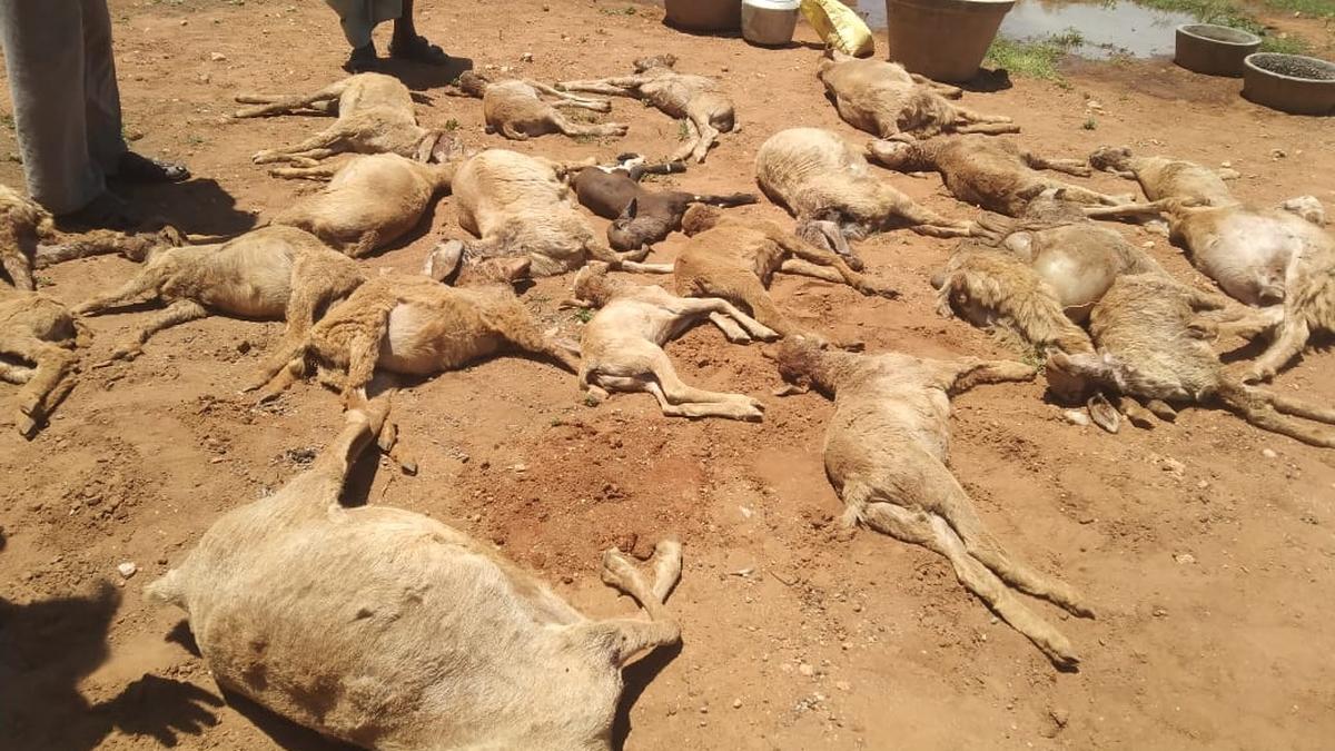 30 goats killed by marauding street dogs at Kumarapalayam village in Tiruppur district