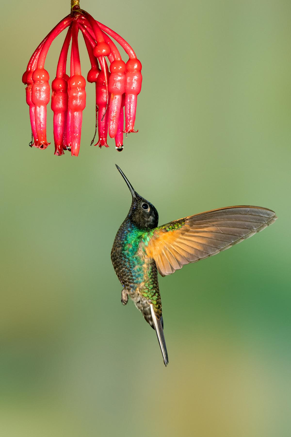 A velvet purple coronet in Costa Rica