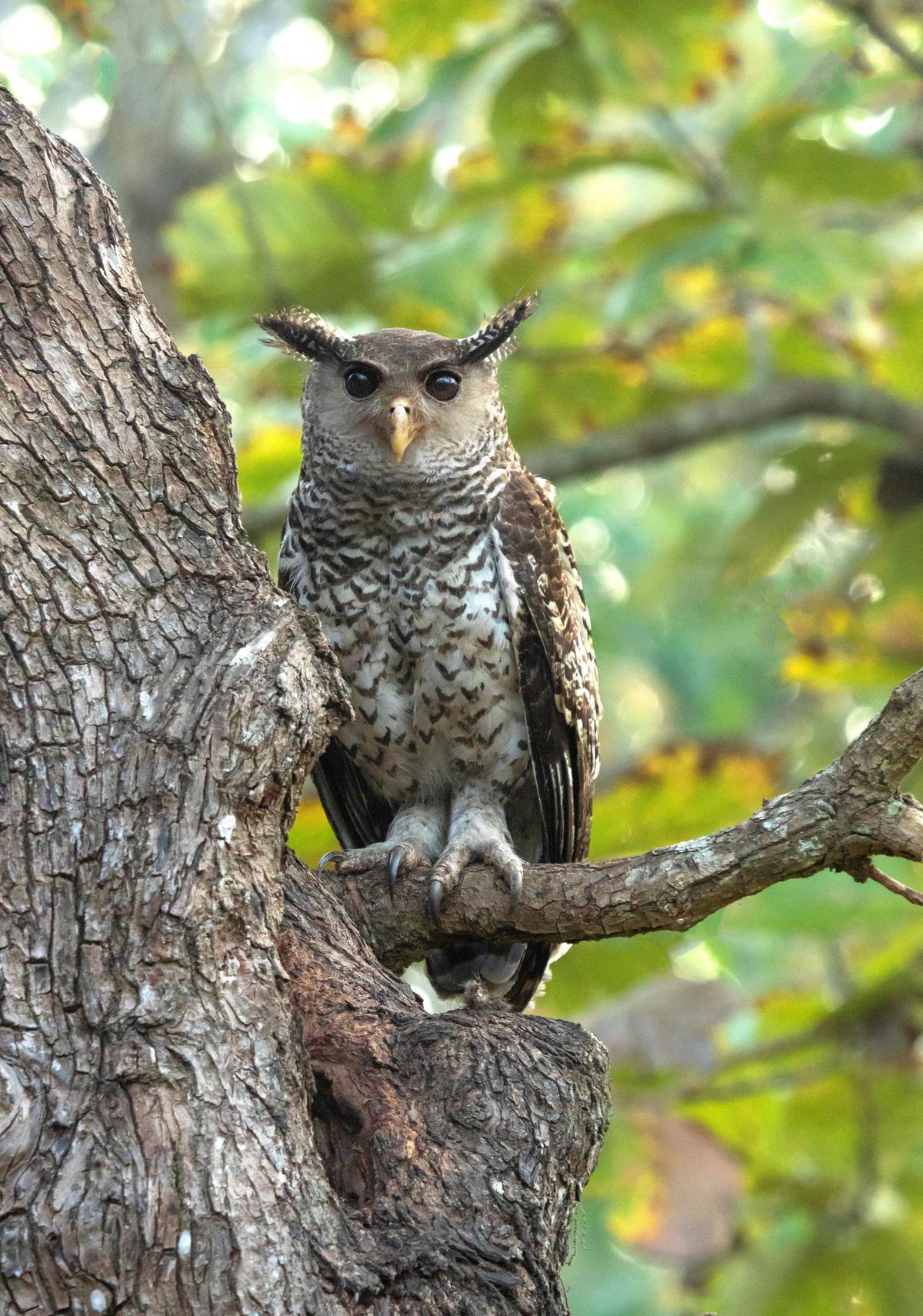 Forest Eagle Owl