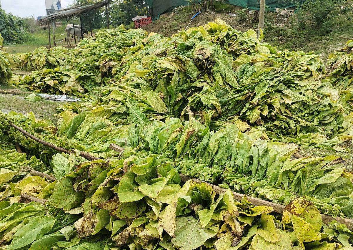  Tobacco farmers are receiving better prices for their produce this year. 