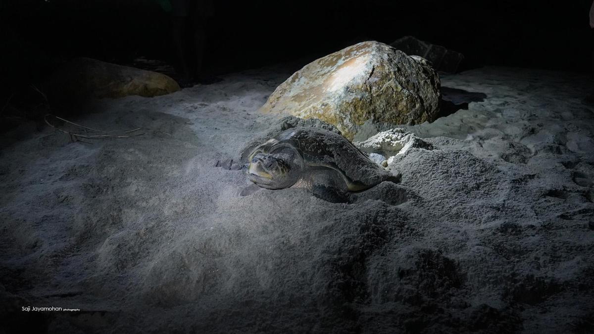 Olive Ridley turtle Olive Ridley turtle