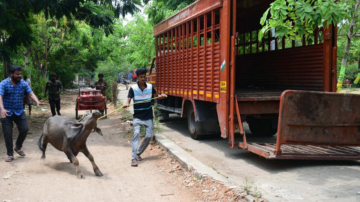 Chennai Corporation to increase the number of pounds for stray cattle