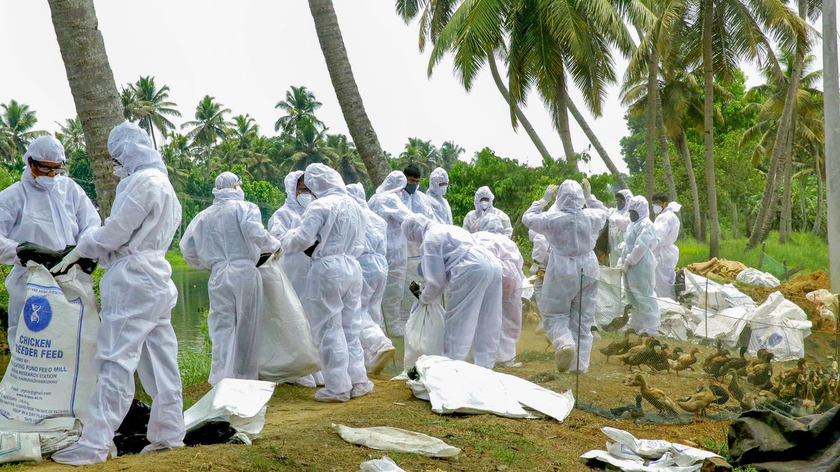 La grippe aviaire confirmée dans neuf autres endroits à Alappuzha