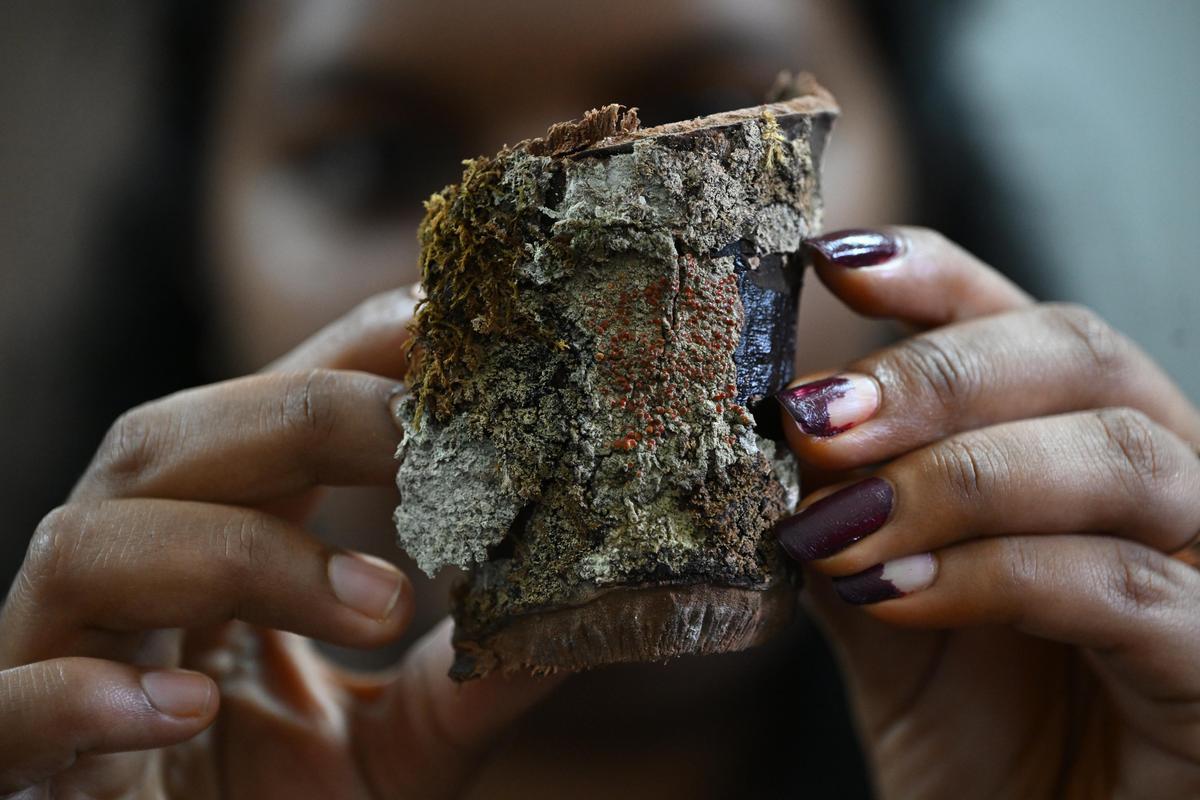 Lichen Haematomma sp