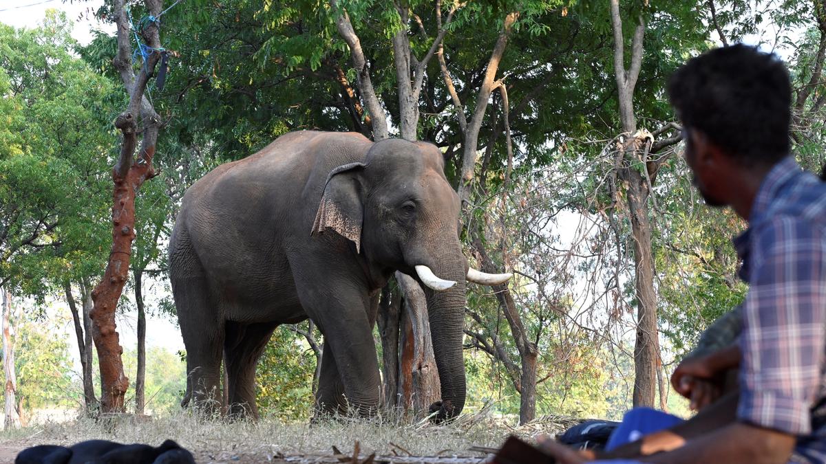 Elephant calf found separated from herd near Coimbatore shifted to Anamalai Tiger Reserve camp
