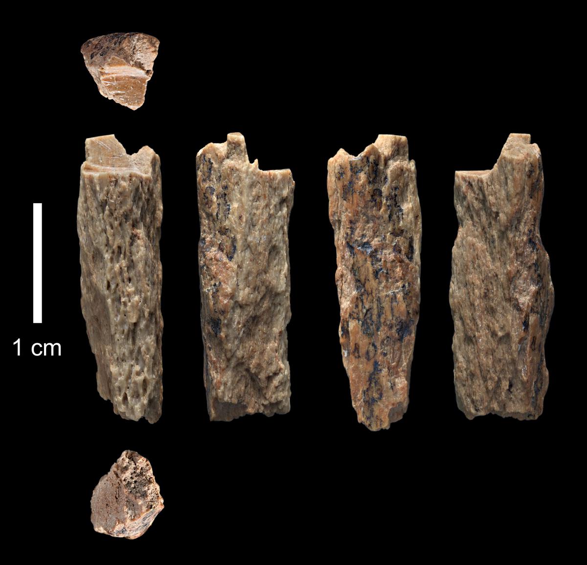 Sci-Five | The Hindu Science Quiz: On Neanderthals 