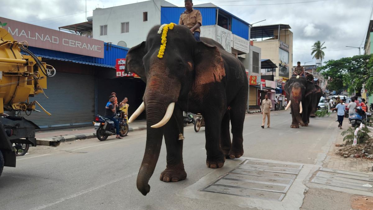 Dasara: Elephant march rehearsal commences on the streets of Karnataka’s Shivamogga