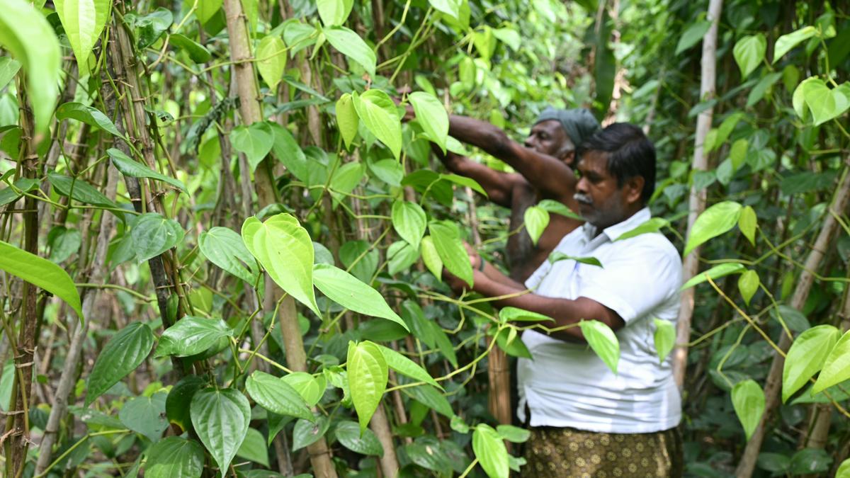 Climate change, pest infestation take a toll on Authoor betel leaf cultivation