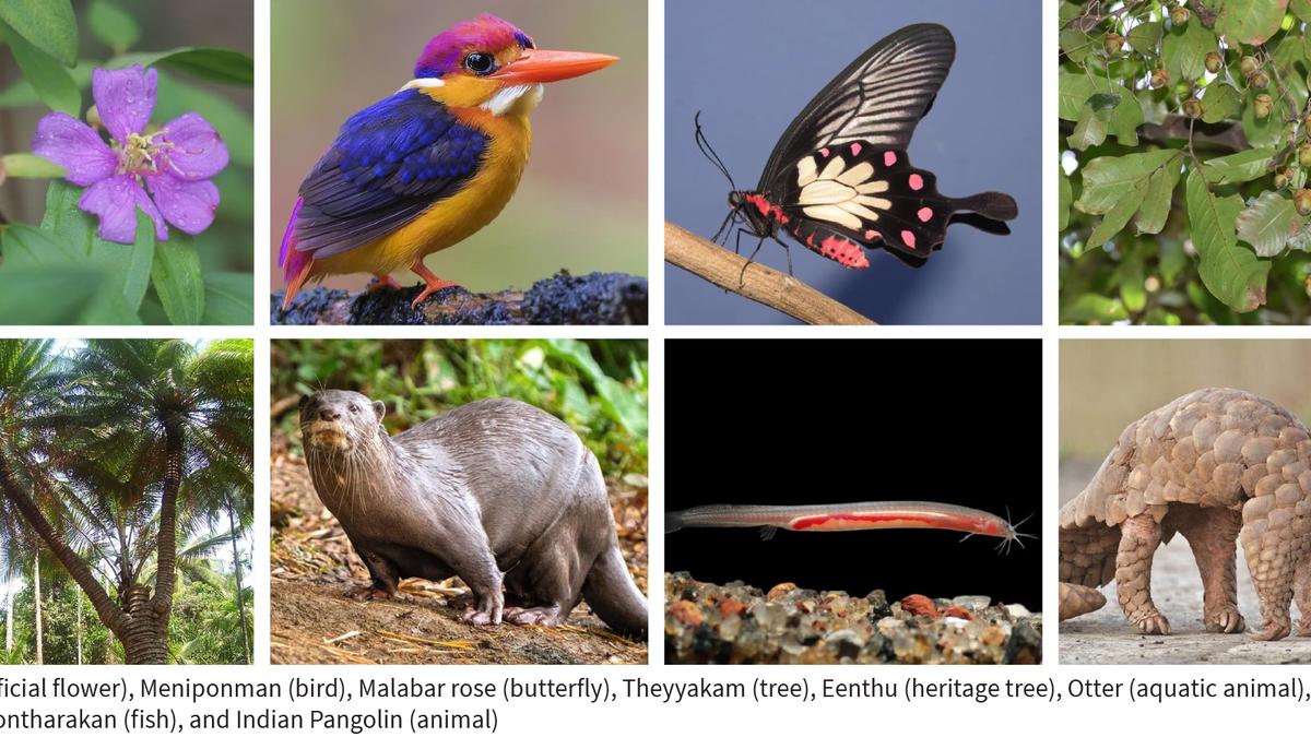 Kozhikode gets official flower, bird, animal and tree