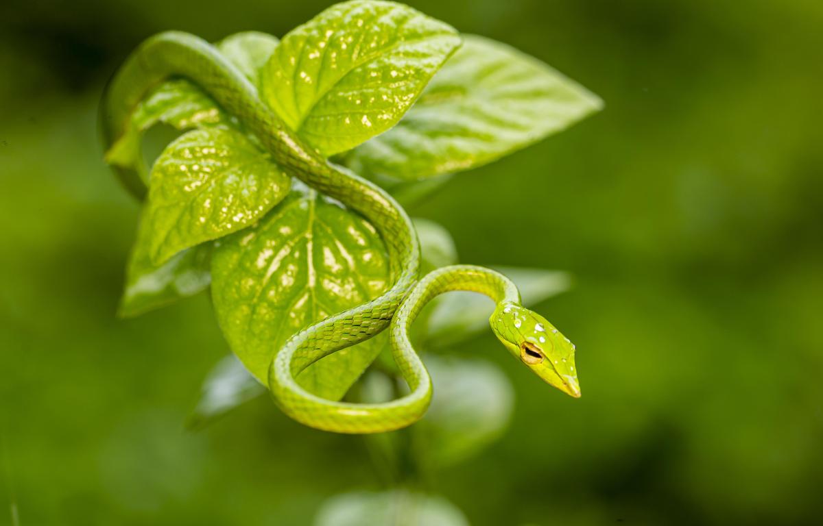 A green vine snake