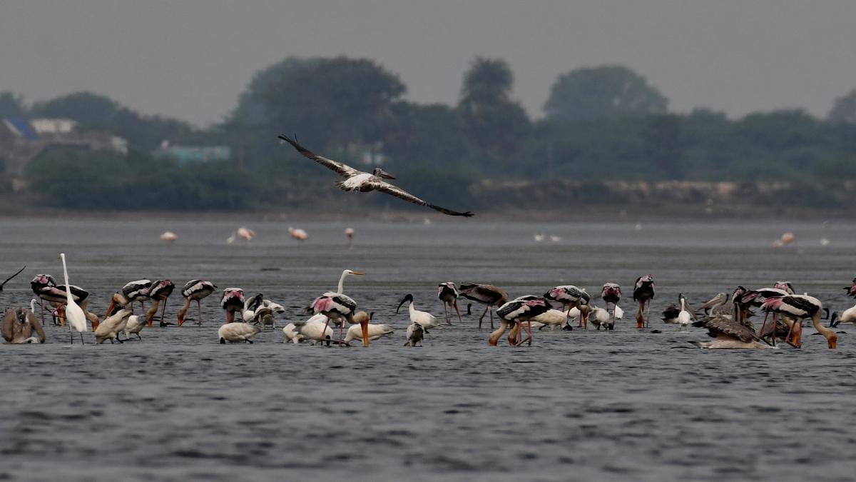 Early spring due to warming climate declining birds' population, study finds