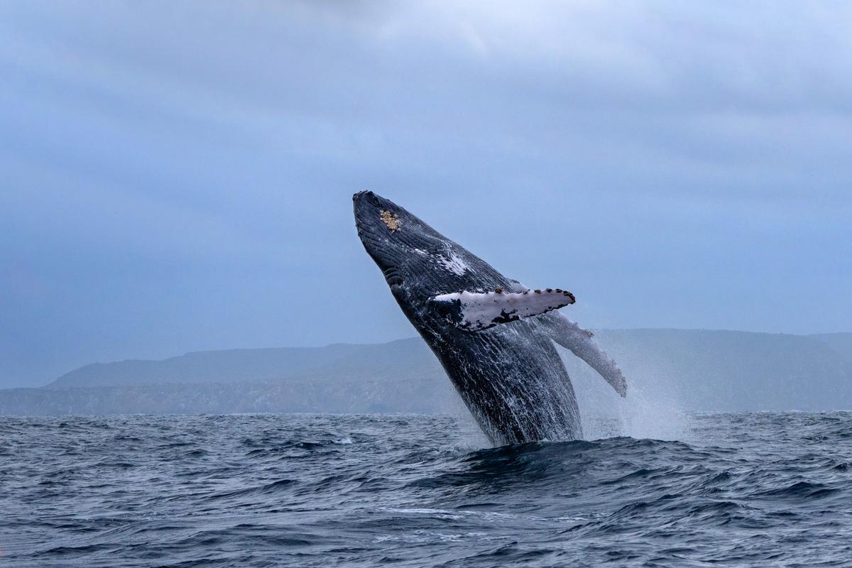 Humpback Whale.