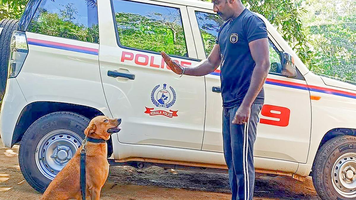 ‘Najuss’: Real-life dog hero Kuvi makes it to the silver screen