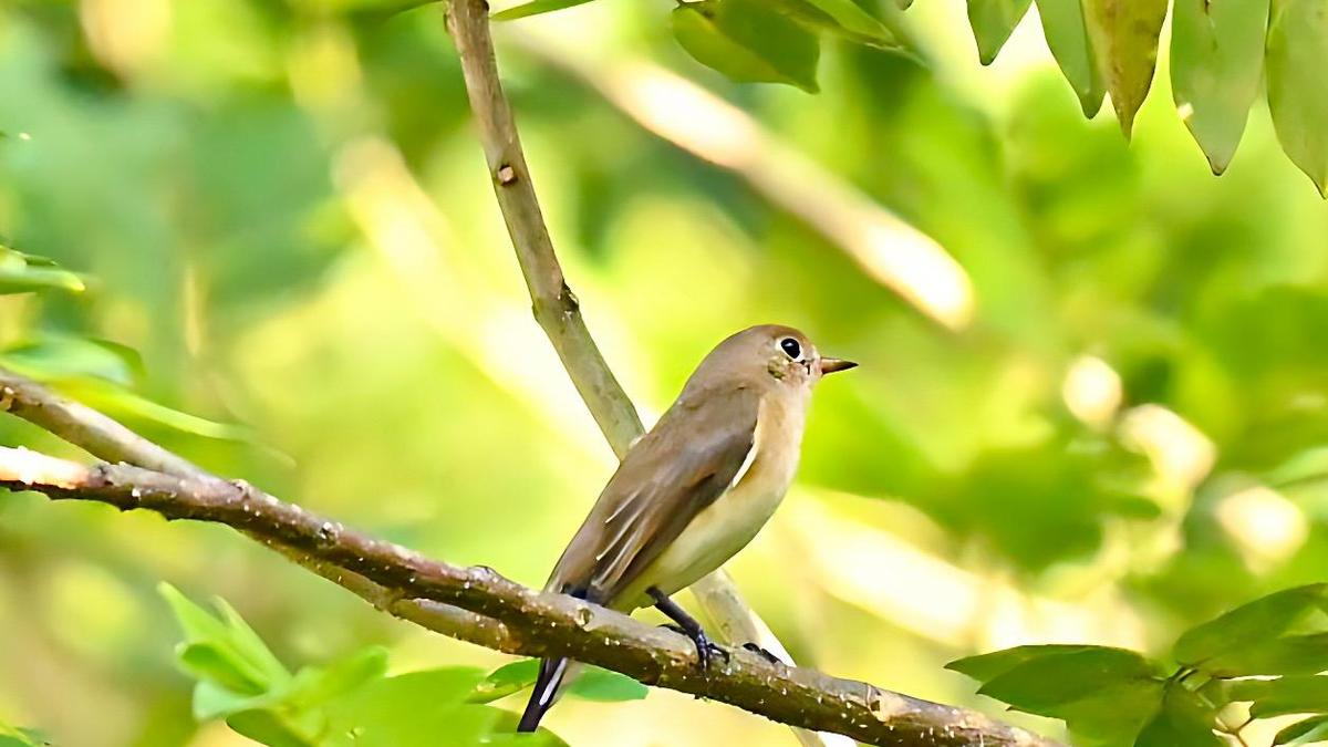 Rare Kashmir Flycatcher spotted at Chemmattamavayal wetlands in Kasaragod