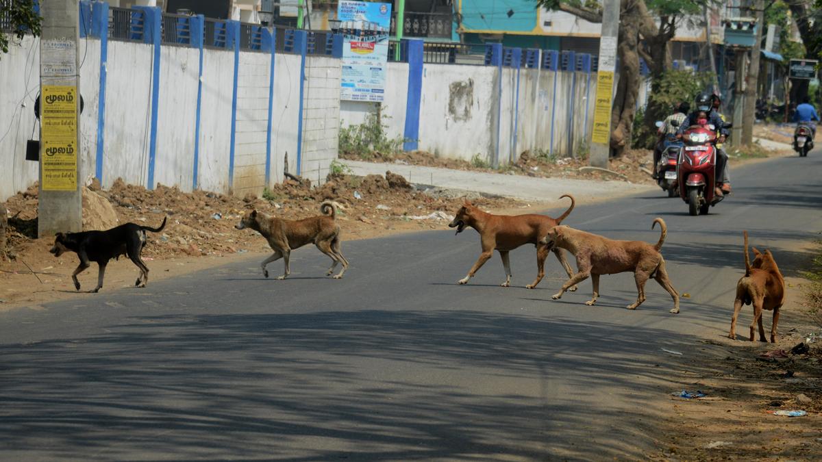 Tamil Nadu to increase the number of animal birth control centres; only 18 operational across the State, finds TNAWB