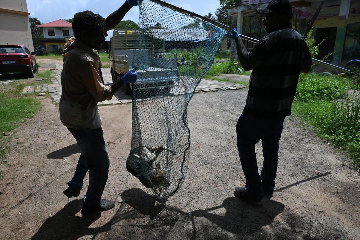 A scientist advises that dog lovers, who feed free ranging dogs on the streets, should fully support 20 dogs in their area, have them neutered and and reglarly vaccinated.   