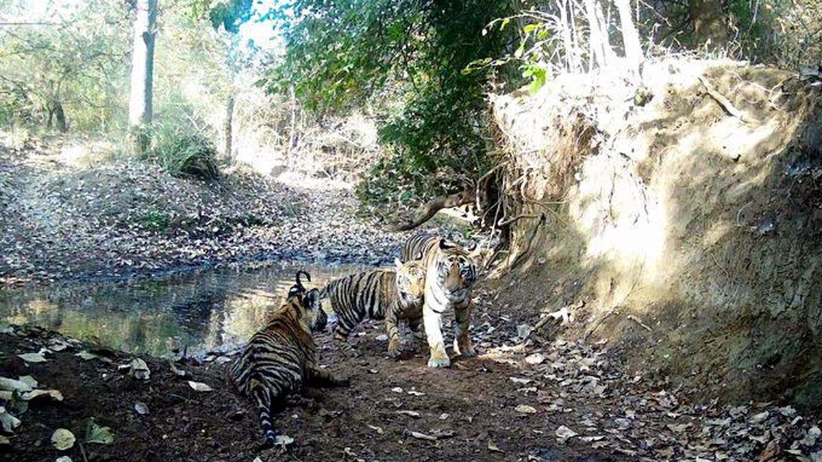 Two tigers found dead in Madhya Pradesh’s Shahdol district