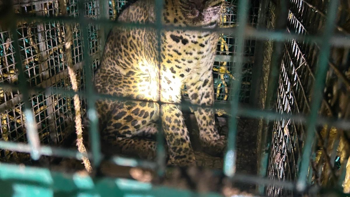 Rapid Response Team rescues leopard from well after five days in Kozhikode district