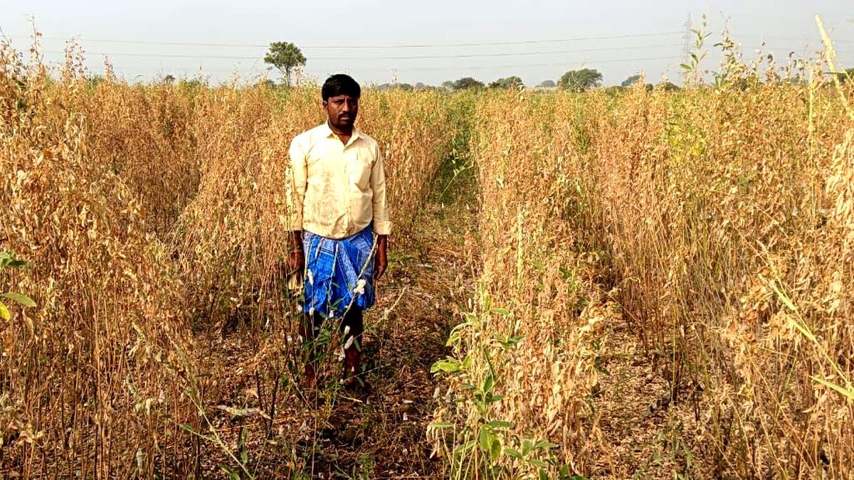 ‘Tur Bowl of Karnataka’ on the boil as dry spell destroys red gram crop