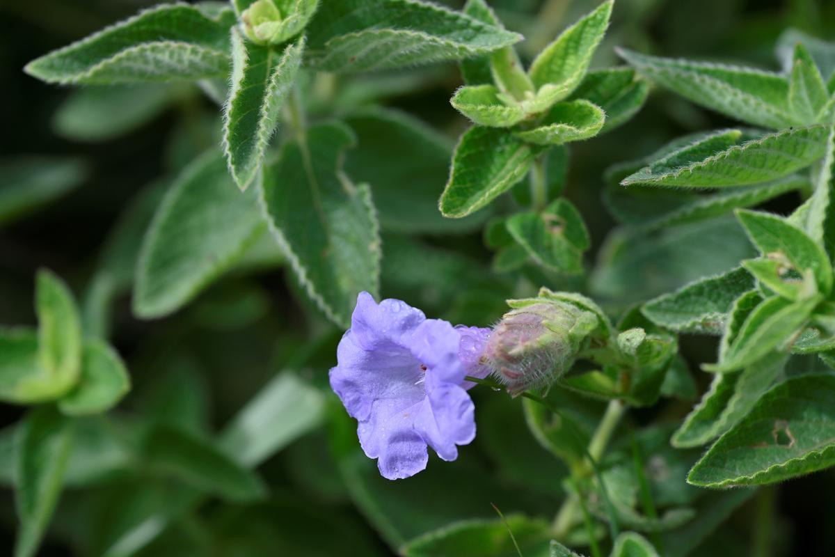 Strobilanthes sessilis that blooms once in eight years 