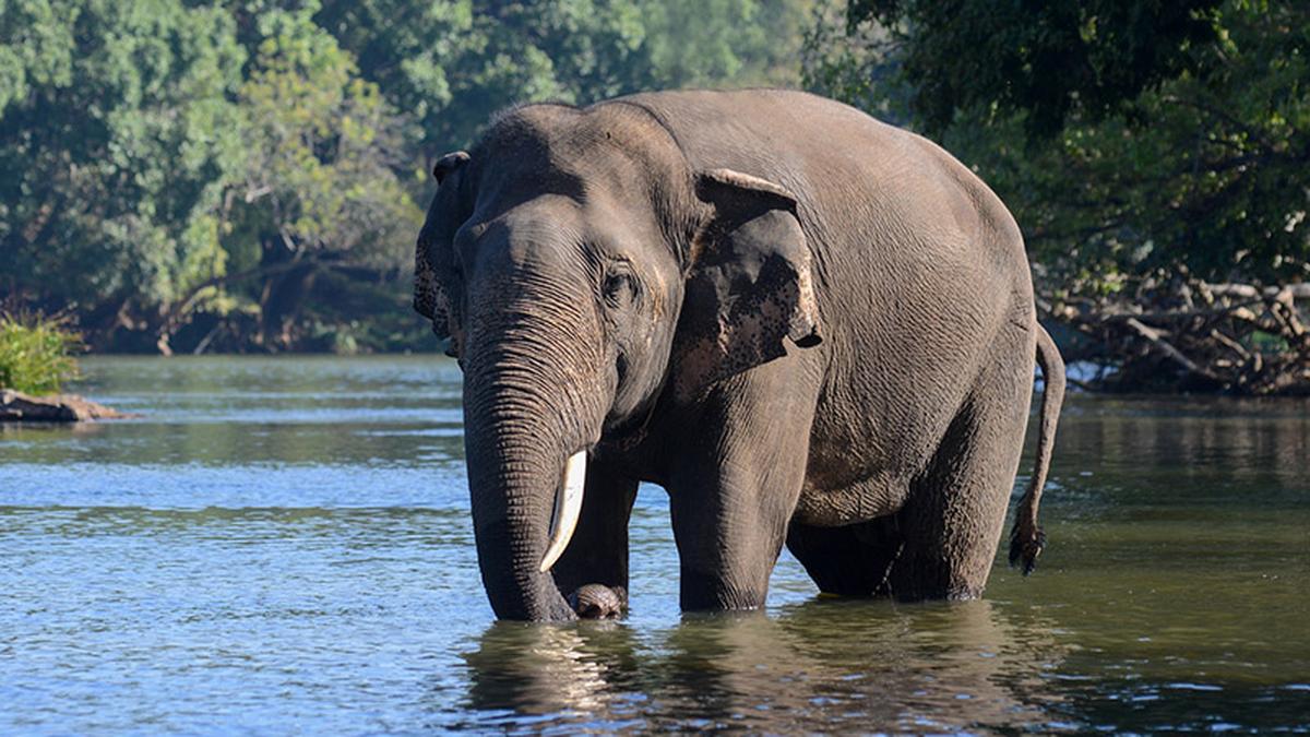 Hosur Forest Division trains staff, recruits volunteers for elephant population estimate exercise