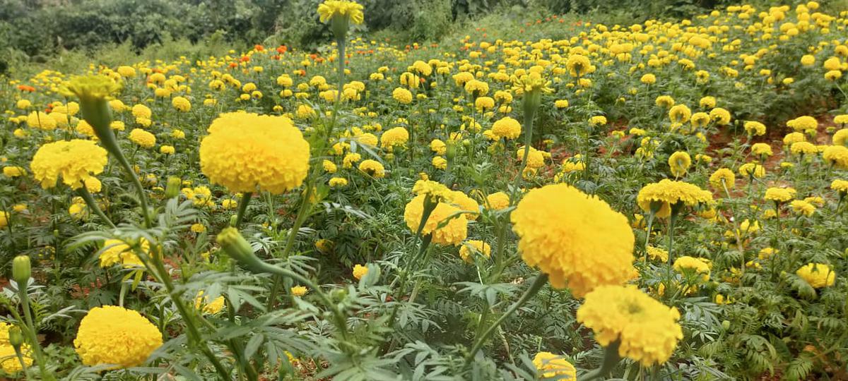 Marigold farm in Kattakkada