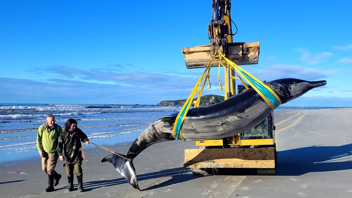 Groundbreaking Dissection of World's Rarest Whale in New Zealand Reveals Mysteries