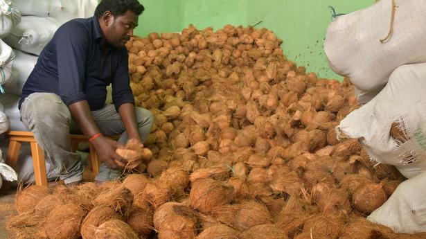 Price of&nbsp;coconuts&nbsp;drops to ₹22,000 a tonne in&nbsp;Salem