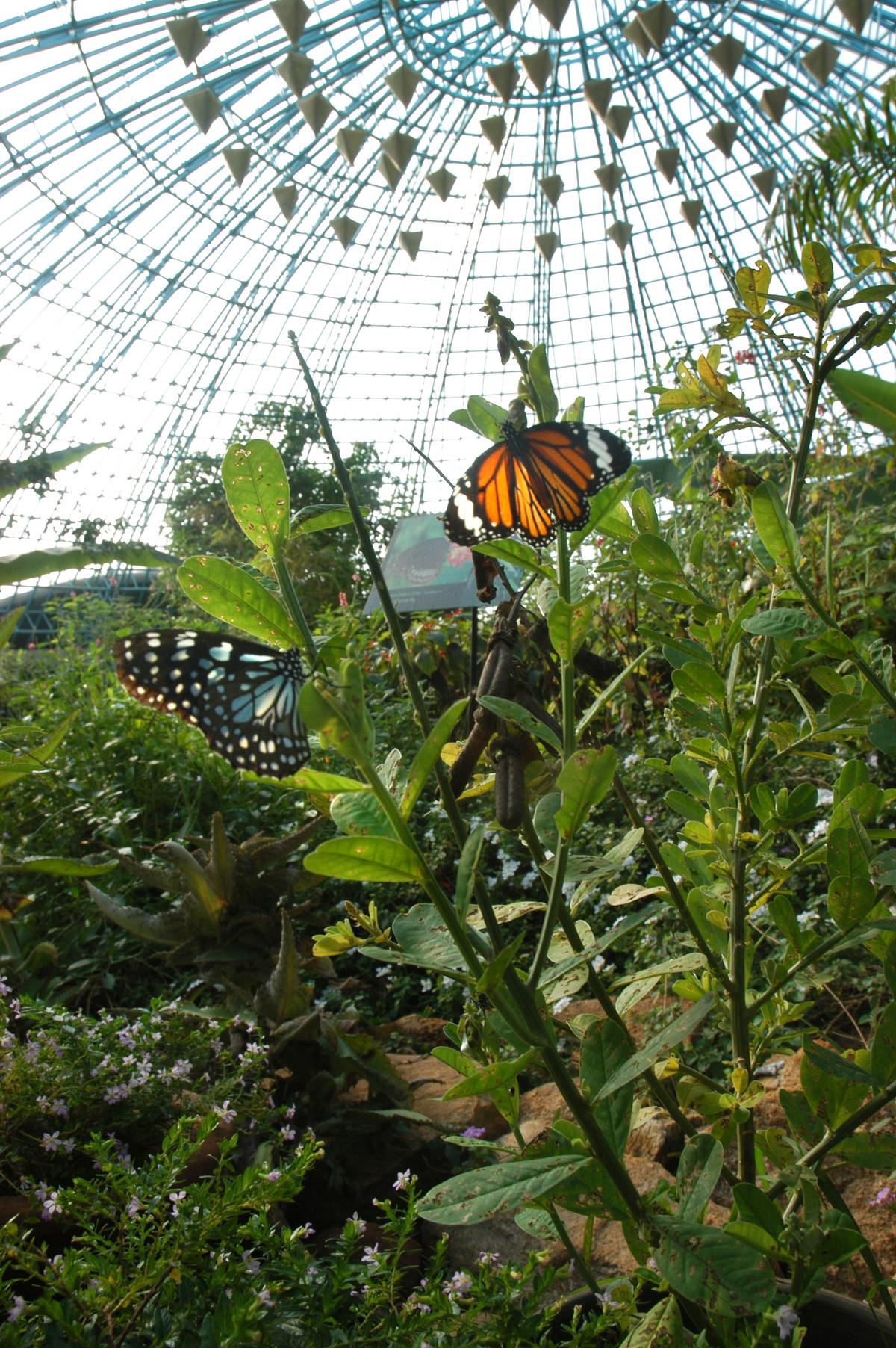 8,671 butterflies released in BBPs Butterfly Park Breeding Centre - The  Hindu