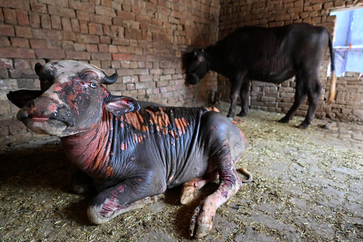 On May 13, 2025, Pakistan burned buffalo during a drone attack in Khai Pheme Ki village in Ferozepur district, Punjab.