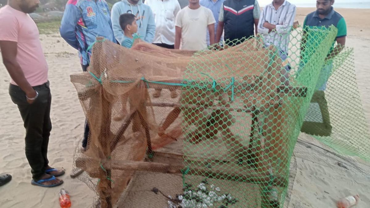 95 Olive Ridley hatchlings released into the sea in Honnavar