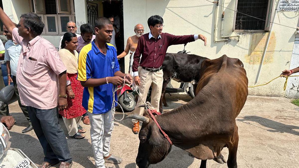 Elderly man with disability gored by stray cattle in Chennai; Corporation intensifies action