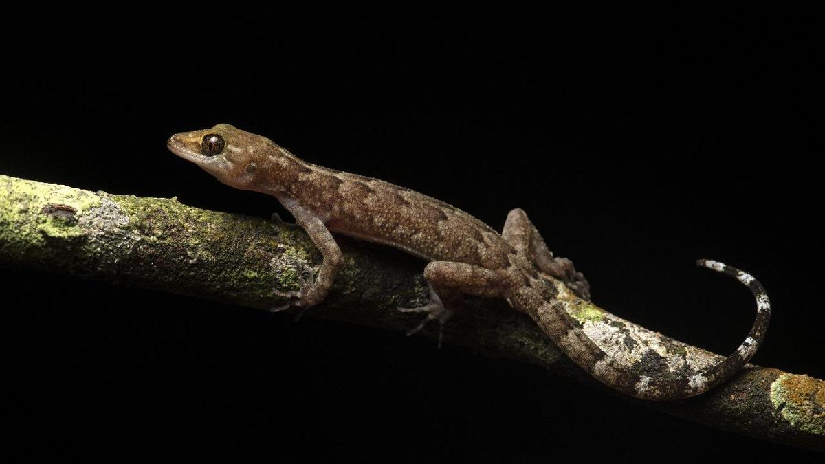 Kaziranga has almost 40% of amphibian, reptile species found in northeast India