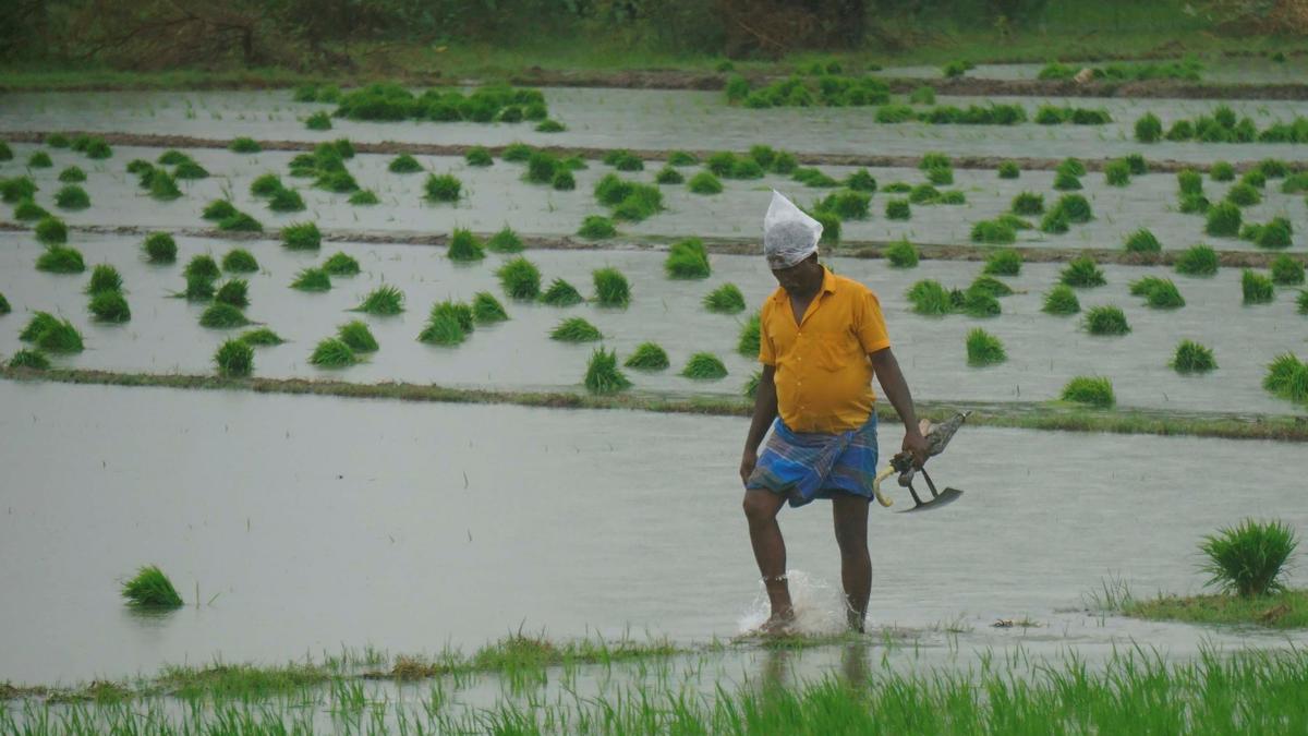 Standing paddy crop submerged in rain in Cuddalore district