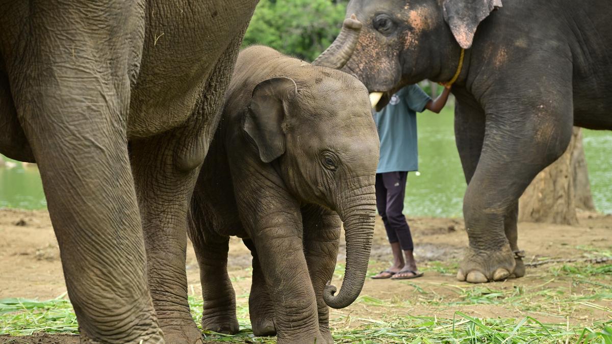 Karnataka has lost more than 280 elephants in the last three years