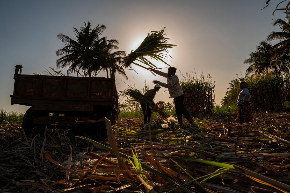 About 12 lakh to 15 lakh people migrate within the State, from dry Marathwada, to western Maharashtra’s Sangli, Kolhapur, Pune, Satara, Solapur, and Ahmednagar — also known as the sugar belt.