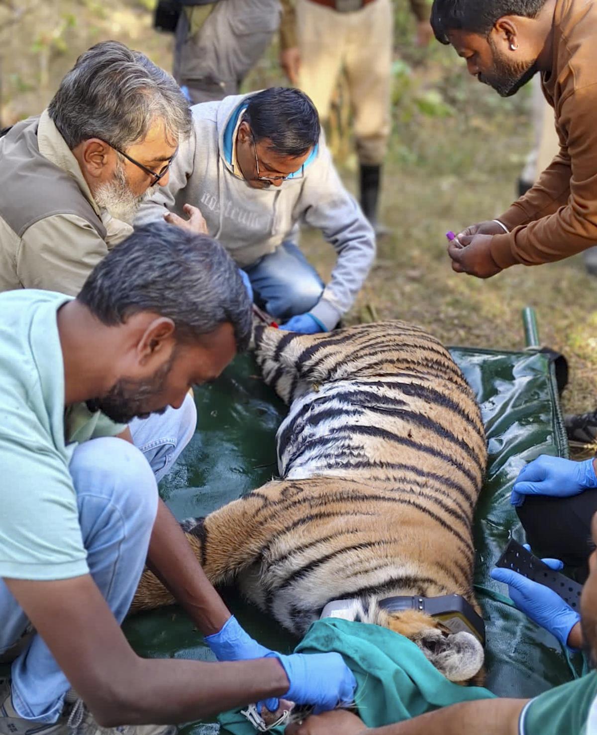 Forest officials and veterinarians fit a radio collar and collect samples from a tranquilised tiger during the country's first inter-state tiger translocation operation, in Seoni, Madhya Pradesh Forest officials and veterinarians fit a radio collar and collect samples from a tranquilised tiger during the country's first inter-state tiger translocation operation, in Seoni, Madhya Pradesh