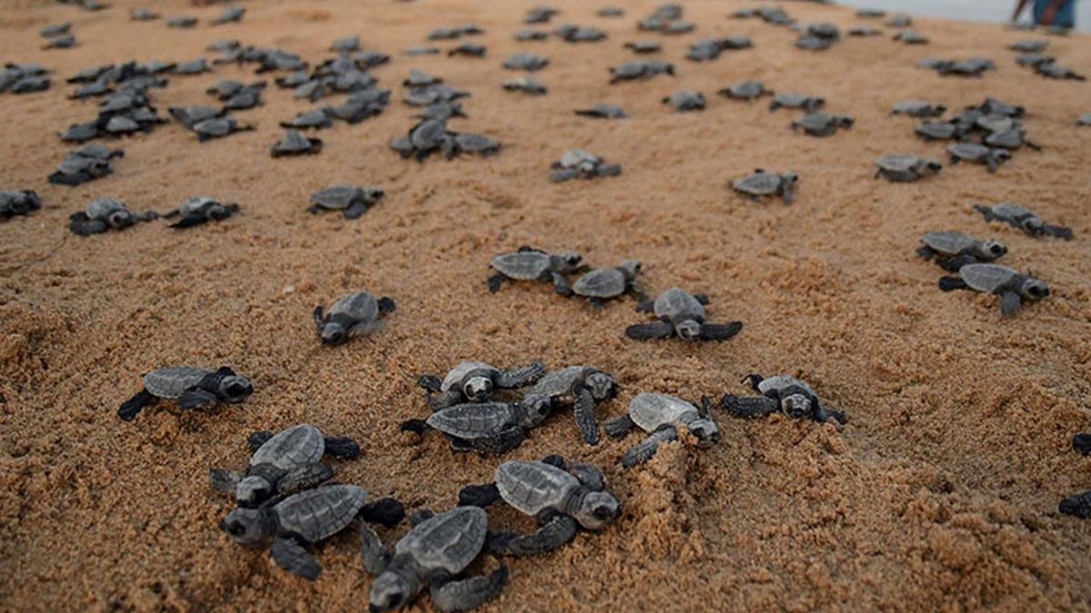 Ennore oil spill unlikely to have adverse effects on Olive Ridley turtles, say officials