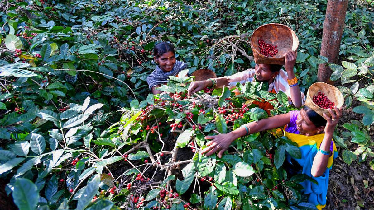 Soon, Araku coffee will be a ‘Made in Andhra Pradesh’ product as Girijan Cooperative Corporation sets up its own plant